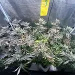 RS 11 X Banana OG