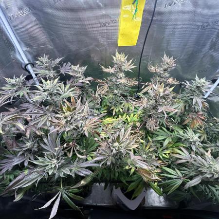 RS 11 X Banana OG