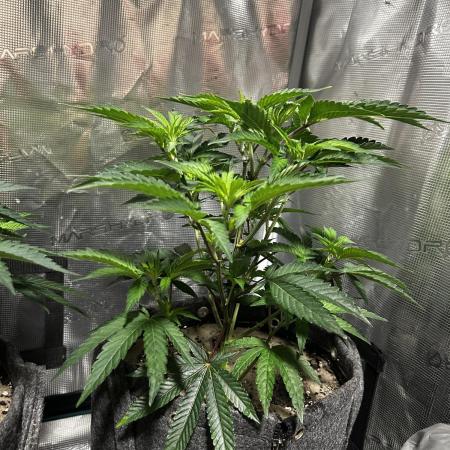 Animal Tsunami Breeder Cut / Jungle Boys