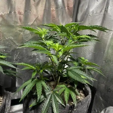 Animal Tsunami Breeder Cut / Jungle Boys