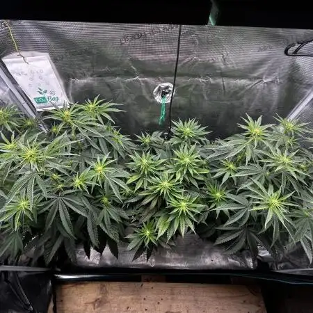 Animal Tsunami Breeder Cut / Jungle Boys