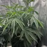 Animal Tsunami Breeder Cut / Jungle Boys