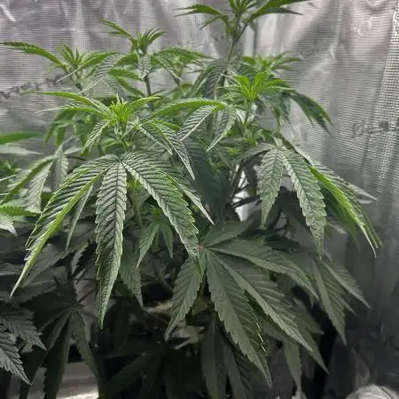 Animal Tsunami Breeder Cut / Jungle Boys
