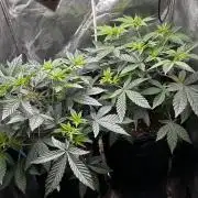 Plumz#2 (my own cut)