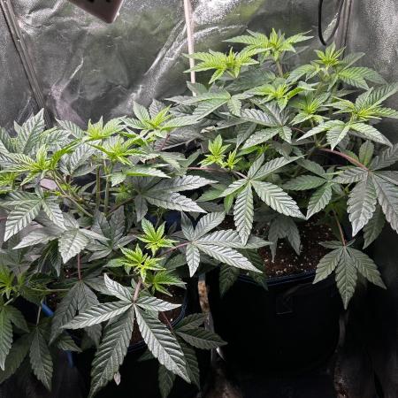 Plumz#2 (my own cut)