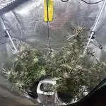 Strawberry Milkshake Quookiwe RMX #2 by Night Owl Seeds // Outdoor