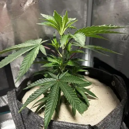 Animal Tsunami Breeder Cut / Jungle Boys