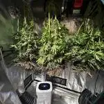 RS 11 X Banana OG