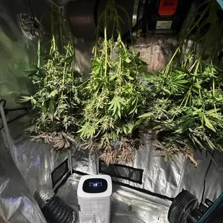RS 11 X Banana OG