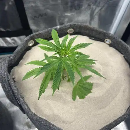 Animal Tsunami Breeder Cut / Jungle Boys