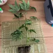 Gary Payton by Cookies / Jungle Cut