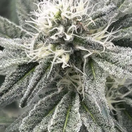 Animal Tsunami Breeder Cut / Jungle Boys