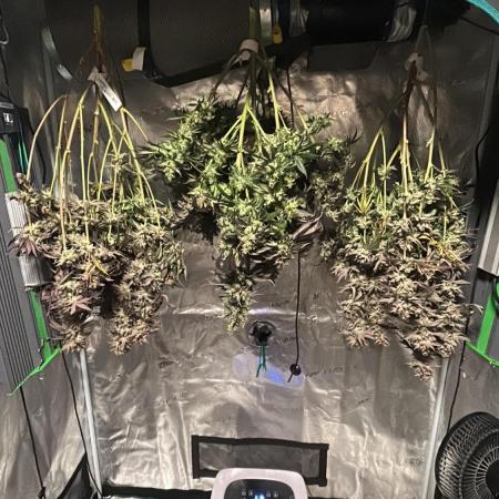 Animal Tsunami Breeder Cut / Jungle Boys