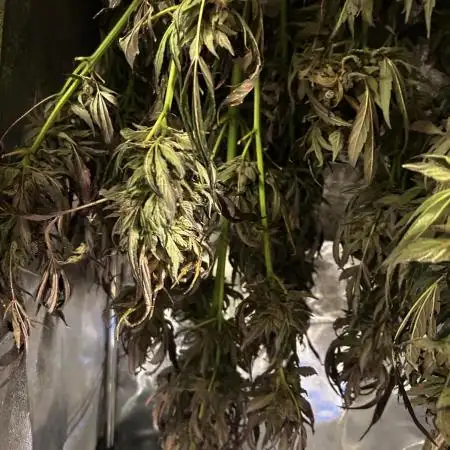 Strawberry Milkshake Quookiwe RMX #2 by Night Owl Seeds // Outdoor
