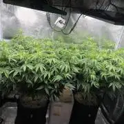 Gary Payton by Cookies / Jungle Cut