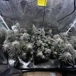 Animal Tsunami Breeder Cut / Jungle Boys