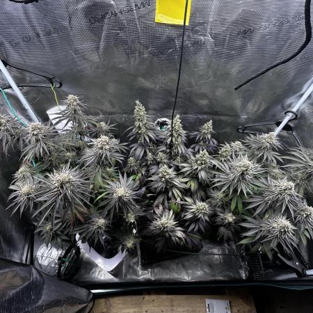 Animal Tsunami Breeder Cut / Jungle Boys