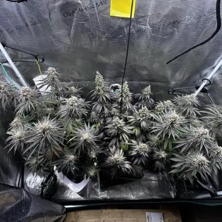 Animal Tsunami Breeder Cut / Jungle Boys