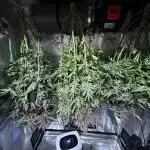 RS 11 X Banana OG