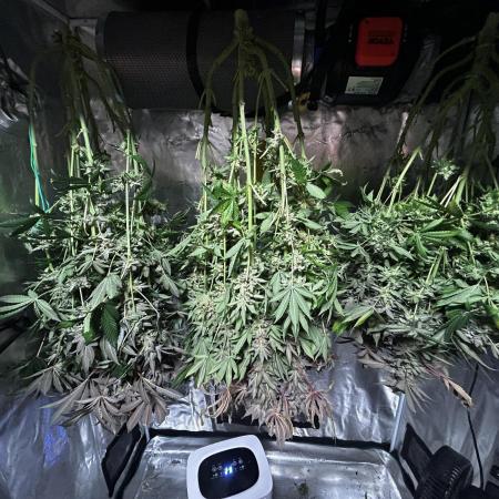 RS 11 X Banana OG