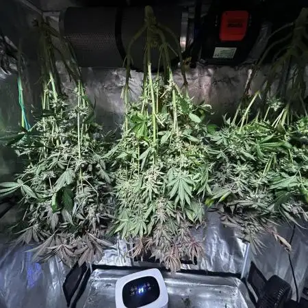 RS 11 X Banana OG