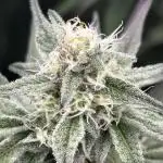 Animal Tsunami Breeder Cut / Jungle Boys
