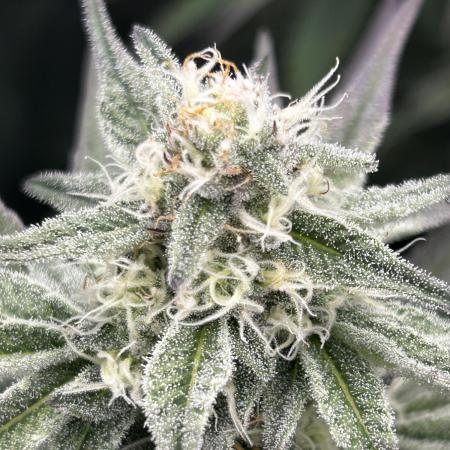 Animal Tsunami Breeder Cut / Jungle Boys