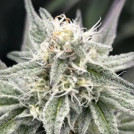 Animal Tsunami Breeder Cut / Jungle Boys