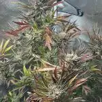 Strawberry Milkshake Quookiwe RMX #2 by Night Owl Seeds // Outdoor