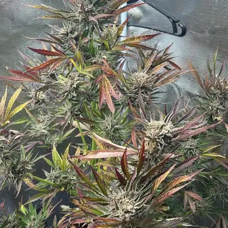 Strawberry Milkshake Quookiwe RMX #2 by Night Owl Seeds // Outdoor