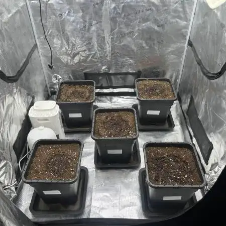 GMO #1