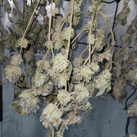 Strawberry Skrilla - Compound Genetics