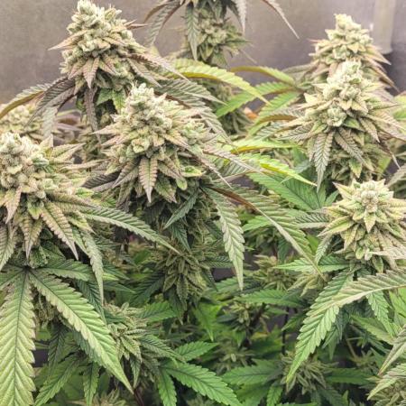Strawberry Skrilla - Compound Genetics