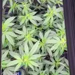 Goofiez Compound Genetics Scrog