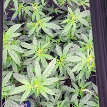 Goofiez Compound Genetics Scrog