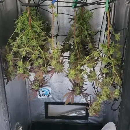 Strawberry Skrilla - Compound Genetics