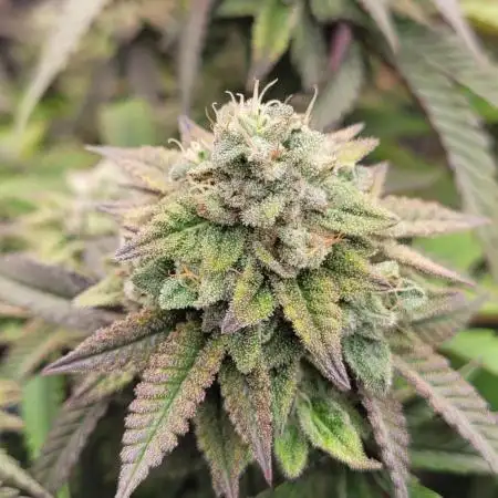 Strawberry Skrilla - Compound Genetics