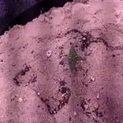 Fast Buds Auto GSC