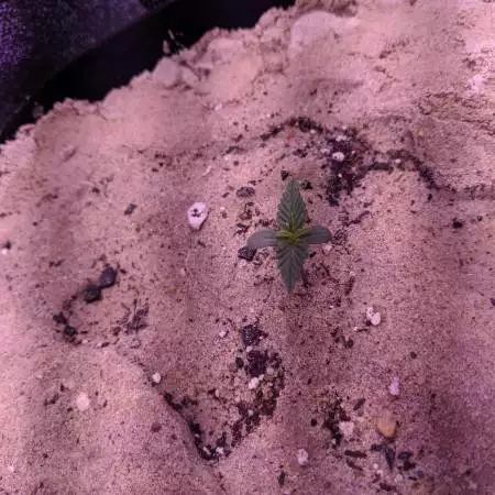 Fast Buds Auto GSC