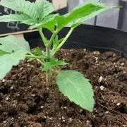 Mein erster Grow