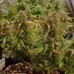 Gelato #33 Fast (First time)
