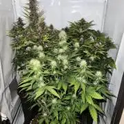 Auto cbd blackberry/white widow