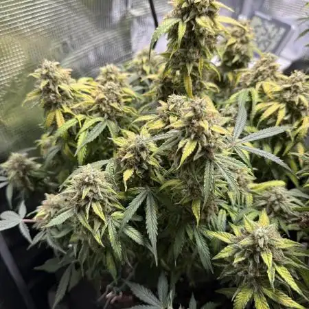 MilkyWay F1 - Royal Queen Seeds
