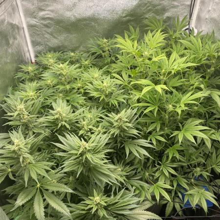 DWC Hydro SC BC 24K