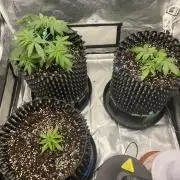WurlzF1 / Wedding Glue / Gushers