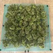WurlzF1 / Wedding Glue / Gushers
