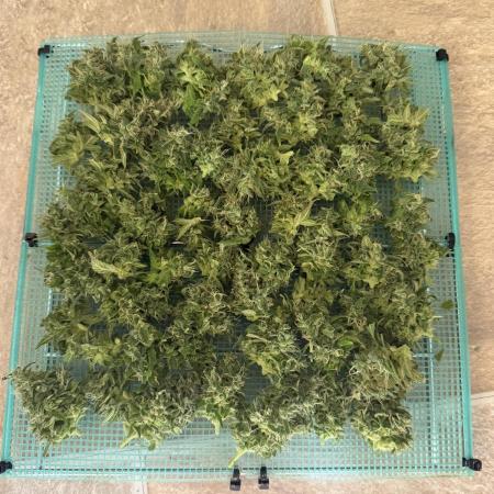 WurlzF1 / Wedding Glue / Gushers