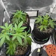 Hella Jelly/Black Runtz/Sw.Mand.Skittlez