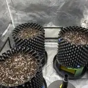 WurlzF1 / Wedding Glue / Gushers