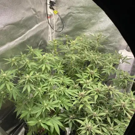 Tropicanna Poison / Diablo Rojo XL Auto